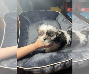 Lhasa Apso Puppy for Sale in WARSAW, Indiana USA