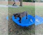 Puppy Grey Cane Corso