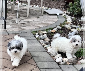Poodle (Miniature) Puppy for sale in SOUTH ORANGE, NJ, USA