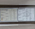 Small Photo #14 Goldador Doodle Puppy For Sale in GIBSONVILLE, NC, USA