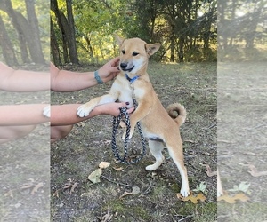 Shiba Inu Puppy for sale in STELLA, MO, USA