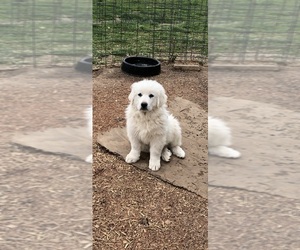 Great Pyrenees Puppy for sale in PLEASANT HILL, IL, USA