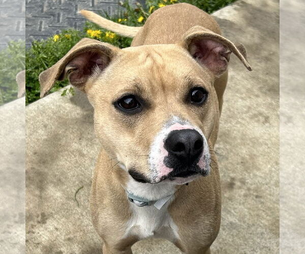 Medium Photo #4 Black Mouth Cur-Whippet Mix Puppy For Sale in Batavia, OH, USA