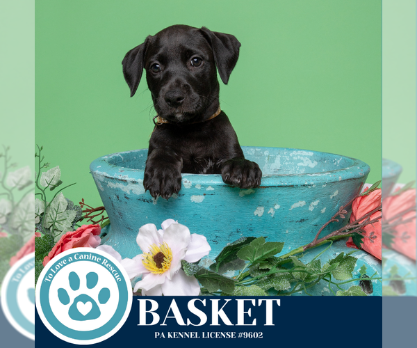 Medium Photo #5 American Pit Bull Terrier-Labrador Retriever Mix Puppy For Sale in Kimberton, PA, USA