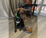 Small Photo #3 German Shorthaired Pointer Puppy For Sale in ROSAMOND, CA, USA