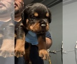 Image preview for Ad Listing. Nickname: Rotti