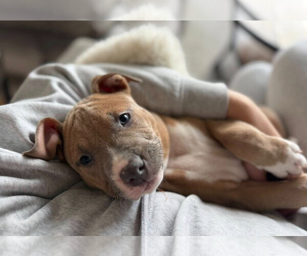 Medium Photo #2 American Pit Bull Terrier-Catahoula Leopard Dog Mix Puppy For Sale in Frankenmuth, MI, USA
