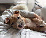 Small #1 American Pit Bull Terrier-Catahoula Leopard Dog Mix