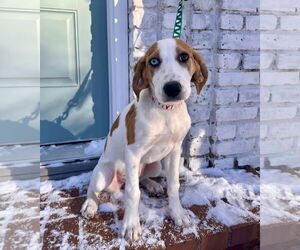 American Foxhound-Unknown Mix Dogs for adoption in Minneapolis, MN, USA