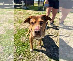 Mutt Dogs for adoption in Abbeville, LA, USA