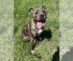 Small Photo #2 Mutt Puppy For Sale in Augusta, GA, USA