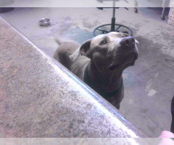 Medium Photo #1 American Bulldog Puppy For Sale in Tallahassee, FL, USA