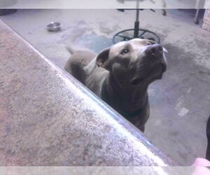 American Bulldog Dogs for adoption in Tallahassee, FL, USA