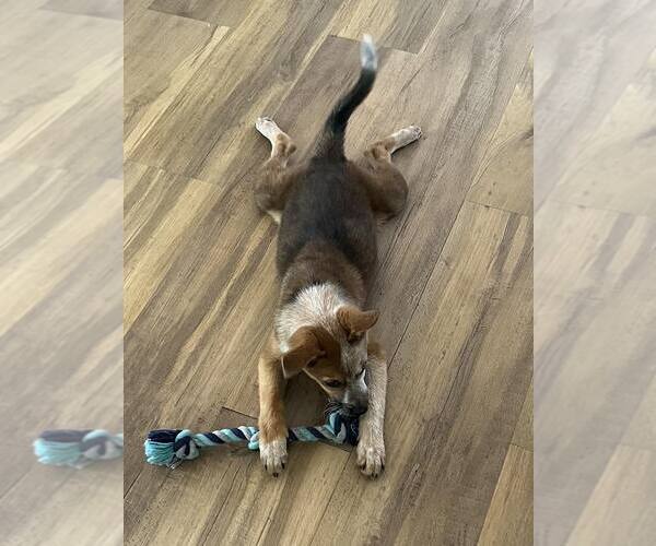 Medium Photo #2 Mutt Puppy For Sale in Paso Robles, CA, USA