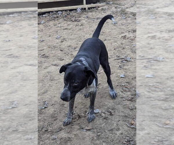 Medium Photo #2 Labrador Retriever-Unknown Mix Puppy For Sale in Munford, TN, USA