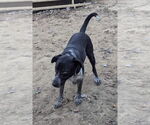 Small #1 Labrador Retriever Mix