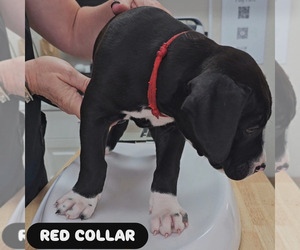 American Bully Puppy for sale in BOCA RATON, FL, USA