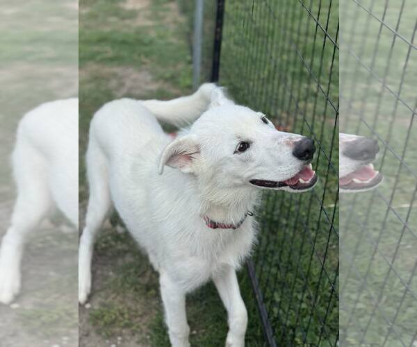 Medium Photo #1 Anatolian Shepherd-Unknown Mix Puppy For Sale in Rowlett, TX, USA