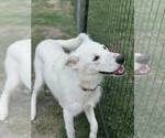 Small Anatolian Shepherd Mix