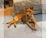 Small #5 Labrador Retriever Mix