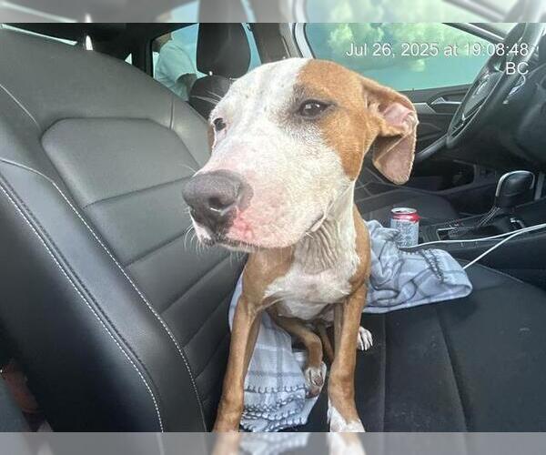 Medium Photo #1 American Pit Bull Terrier-Unknown Mix Puppy For Sale in Ocala, FL, USA