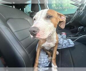 American Pit Bull Terrier-Unknown Mix Dogs for adoption in Ocala, FL, USA