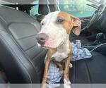 Small American Pit Bull Terrier Mix