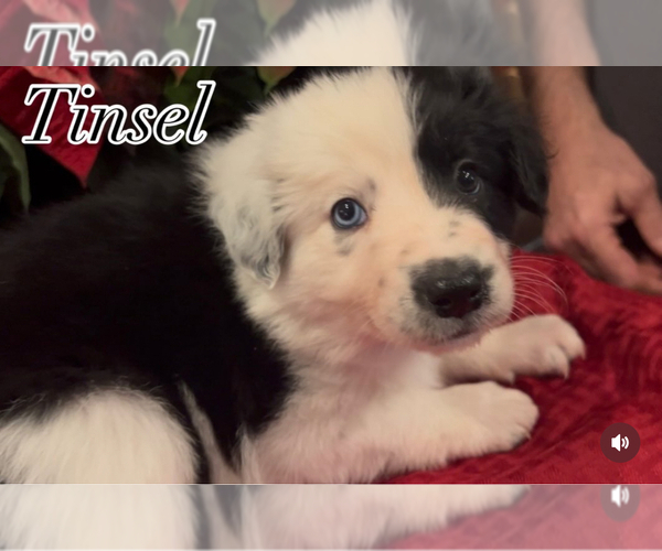 Medium Photo #1 Border Collie Puppy For Sale in CAMAS, WA, USA