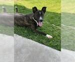 Small #2 Labrador Retriever Mix