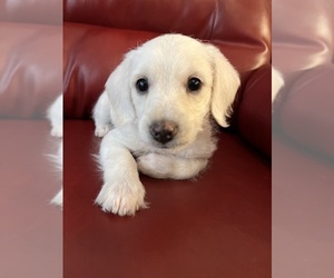 Schnoodle (Miniature) Puppy for sale in SAN PEDRO, CA, USA