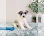 Small #4 Schnauzer (Miniature)
