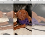 Small Photo #4 Vizsla Puppy For Sale in SPENCER, IN, USA