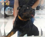 Small Rottweiler
