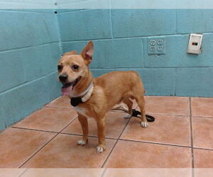 Medium Chihuahua