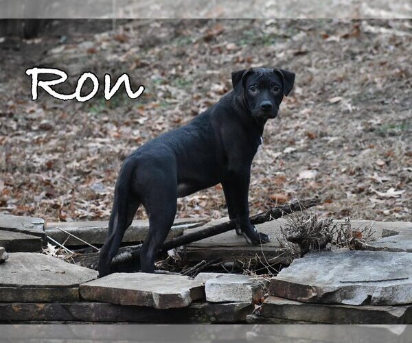 Medium Photo #2 American Pit Bull Terrier Puppy For Sale in Topeka, KS, USA
