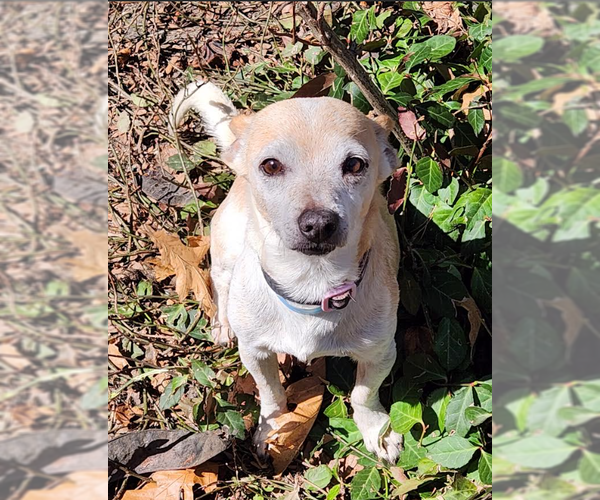 Medium Photo #2 Chihuahua-Unknown Mix Puppy For Sale in Cranston, RI, USA