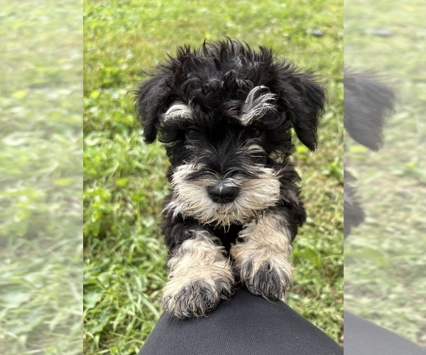 Medium Photo #2 Schnauzer (Miniature) Puppy For Sale in CATSKILL, NY, USA