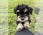Litter of 6 - Male(s) and Female(s) Schnauzer (Miniature)Litter of Puppies for Sale - Photo #2