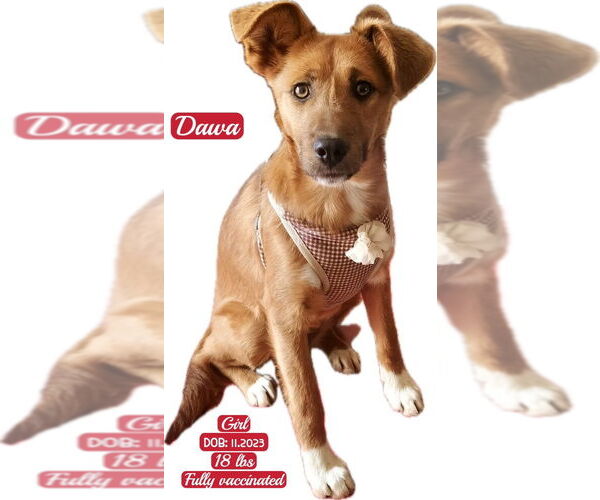 Medium Photo #1 Mutt Puppy For Sale in West Hollywood, CA, USA