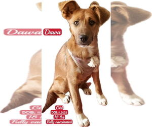 Mutt Dogs for adoption in West Hollywood, CA, USA