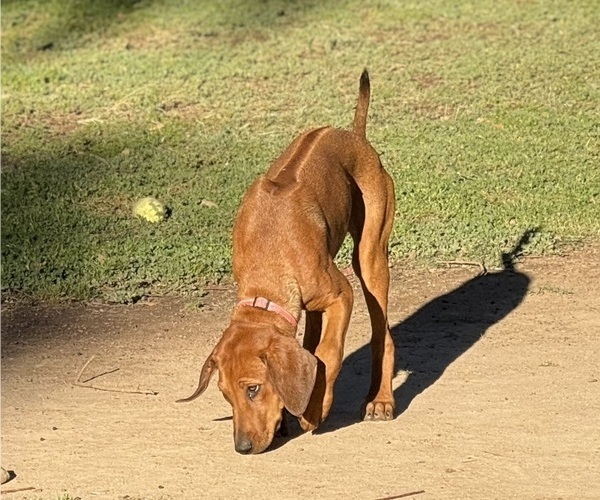 Medium Photo #9 Labrador Retriever-Rhodesian Ridgeback Mix Puppy For Sale in FRESNO, CA, USA
