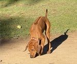 Small #8 Labrador Retriever-Rhodesian Ridgeback Mix