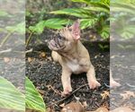 Small Photo #4 French Bulldog Puppy For Sale in RICHMOND, TX, USA