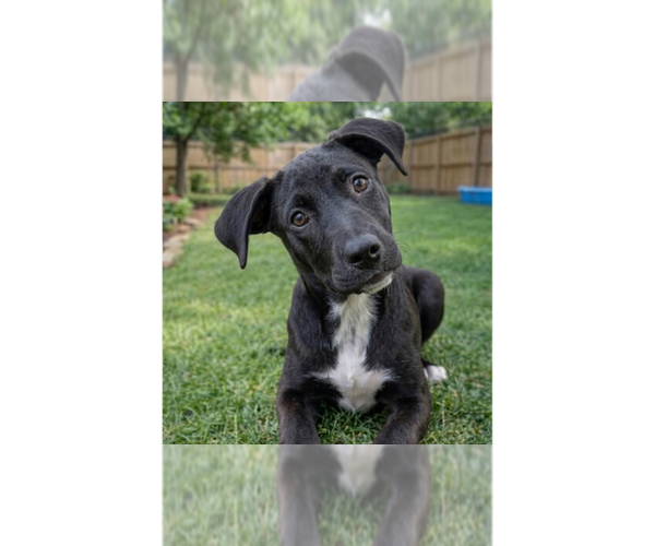 Medium Photo #1 Labrador Retriever-Unknown Mix Puppy For Sale in Grovertown, IN, USA
