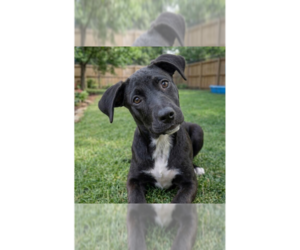 Labrador Retriever-Unknown Mix Dogs for adoption in Grovertown, IN, USA