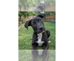 Small Labrador Retriever Mix