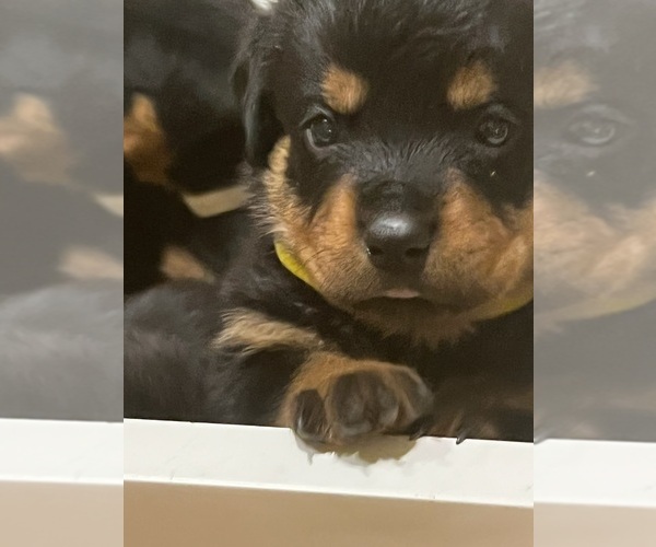 Medium Photo #3 Rottweiler Puppy For Sale in SURPRISE, AZ, USA
