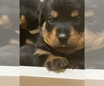 Small Photo #3 Rottweiler Puppy For Sale in SURPRISE, AZ, USA