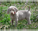 Small Photo #4 Weimaraner Puppy For Sale in AMORITA, OK, USA