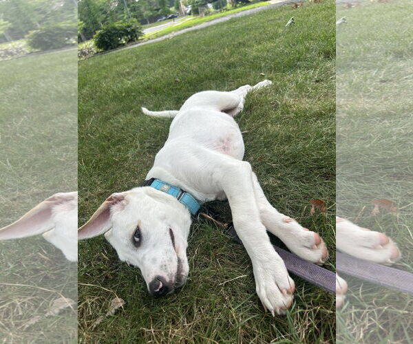 Medium Photo #12 Labrador Retriever-Unknown Mix Puppy For Sale in Rockaway, NJ, USA